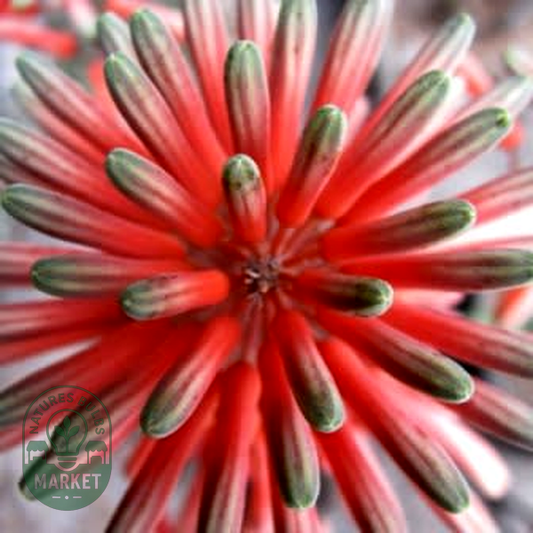 Aloe ammophila
