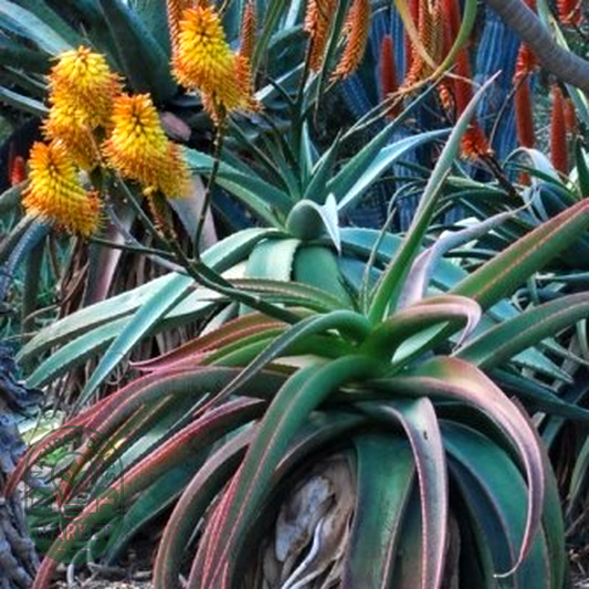 Aloe angelica