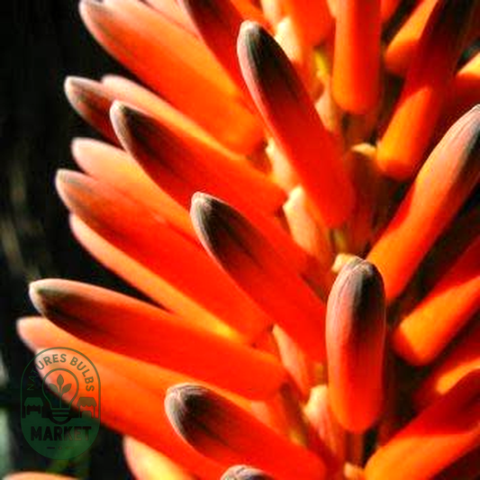 Aloe arborescens Orange