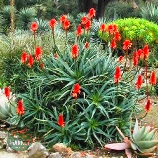 Aloe arborescens Red