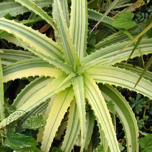 Aloe arborescens variegata