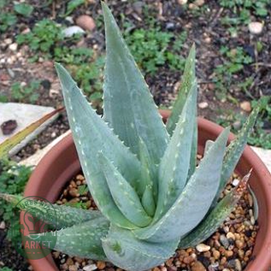 Aloe armatissima