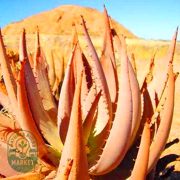 Aloe asperifolia