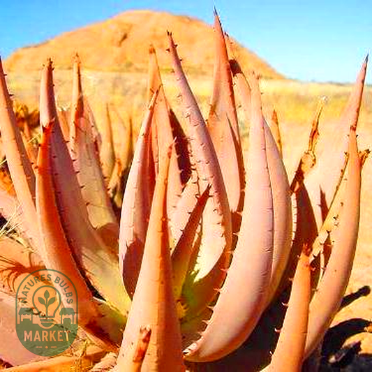 Aloe asperifolia