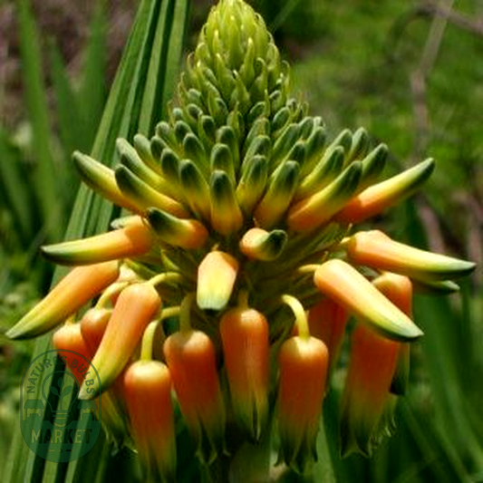 Aloe boylei