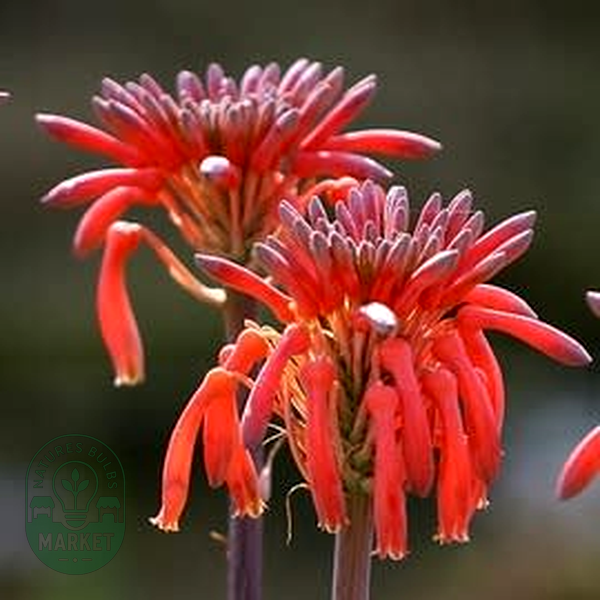 Aloe branddraaiensis