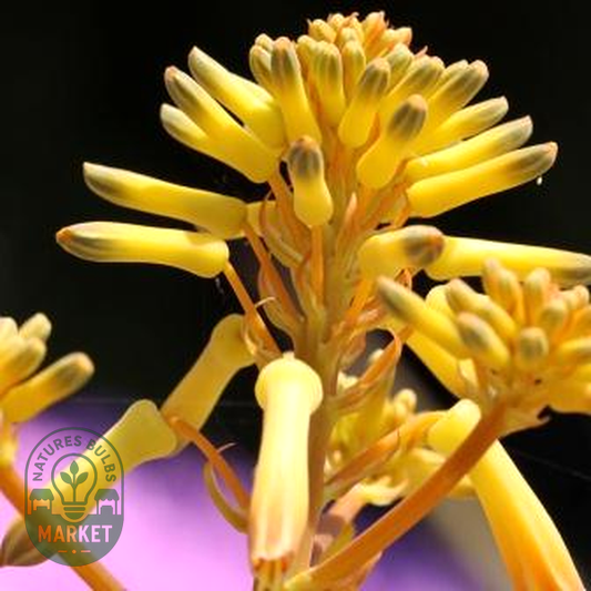 Aloe buhrii