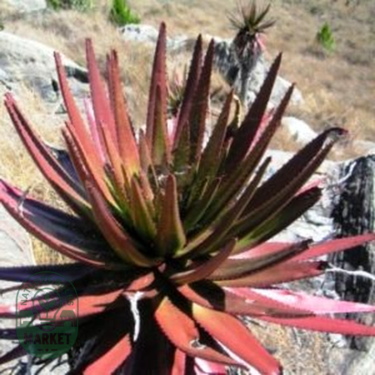 Aloe capitata var cipolinicola