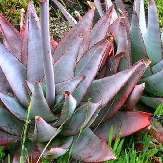 Aloe capitata var quartziticola
