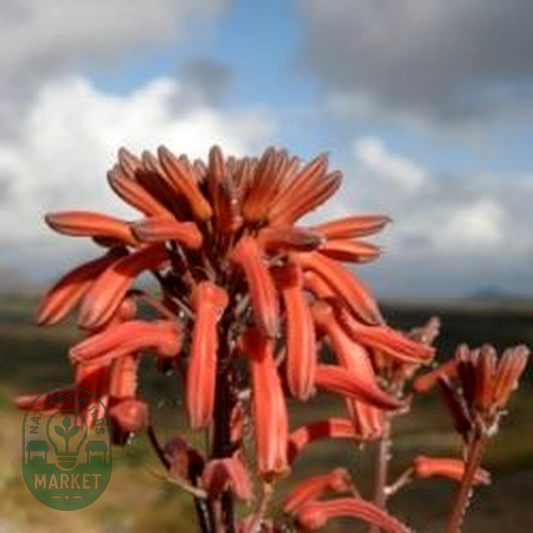 Aloe carnea