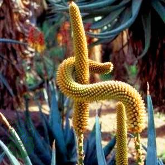 Aloe castanea