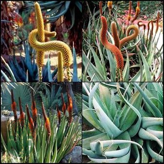 Aloe castanea x Aloe globuligemma