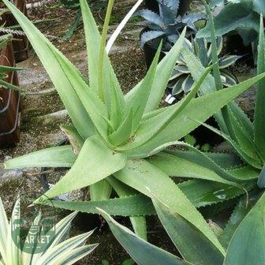 Aloe castellorum