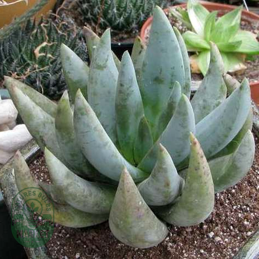 Aloe claviflora