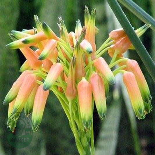 Aloe cooperi