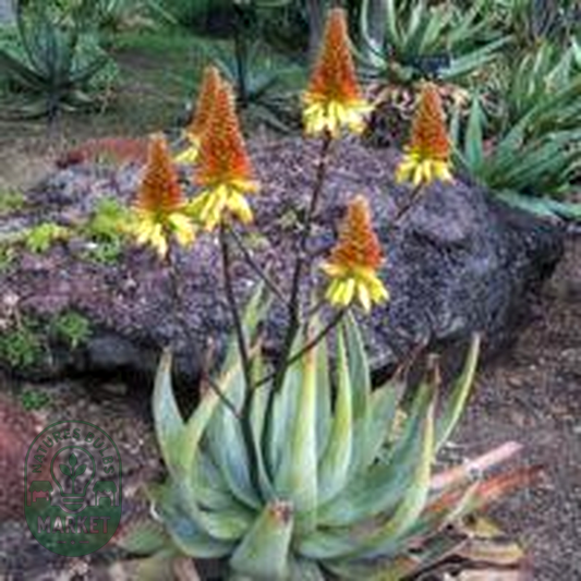 Aloe cryptopoda
