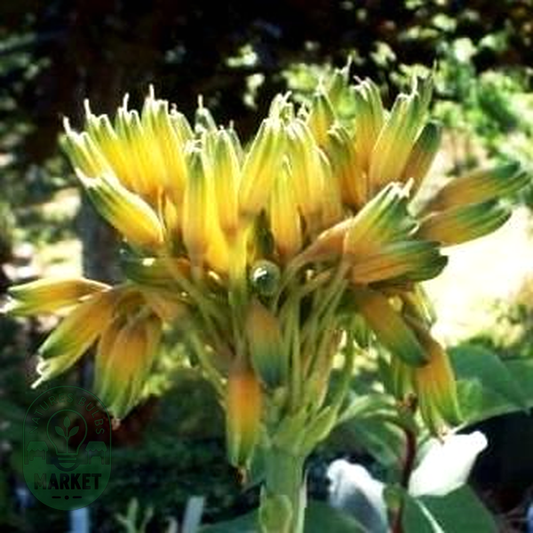 Aloe ecklonis