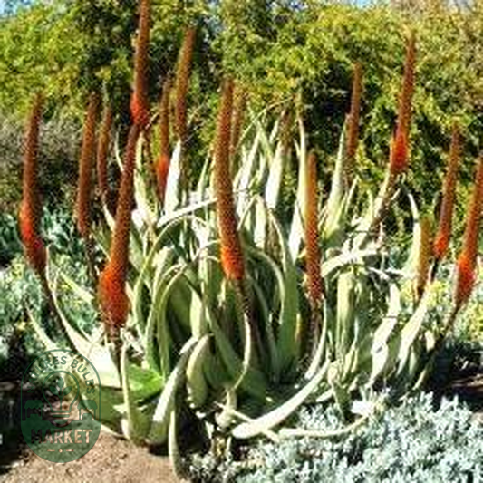 Aloe elegans