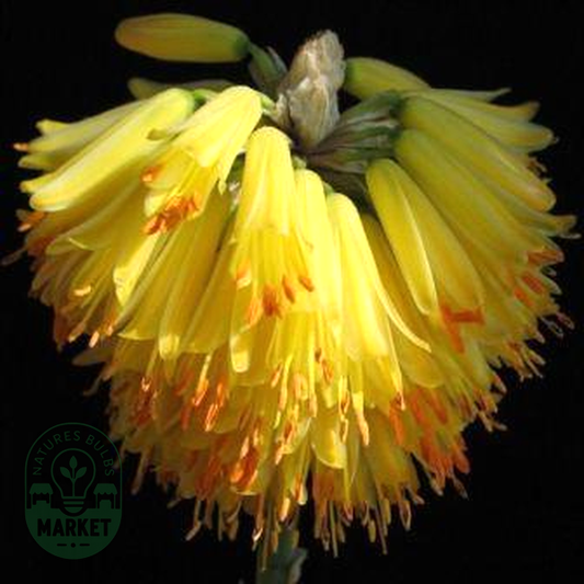 Aloe ericetorum