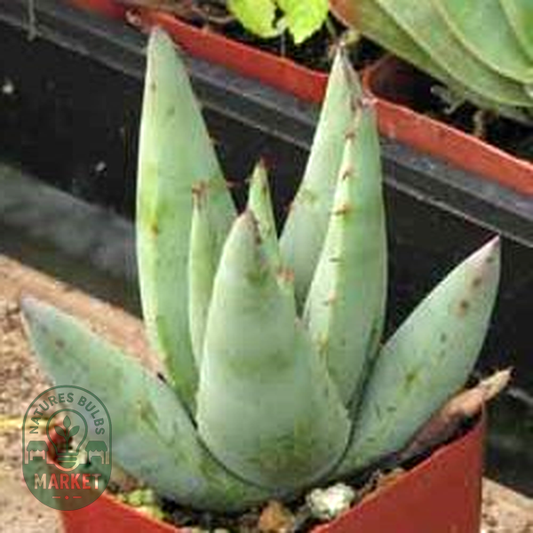 Aloe falcata