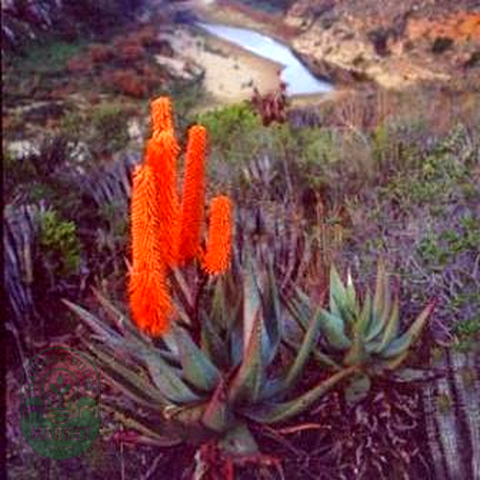 Aloe ferox