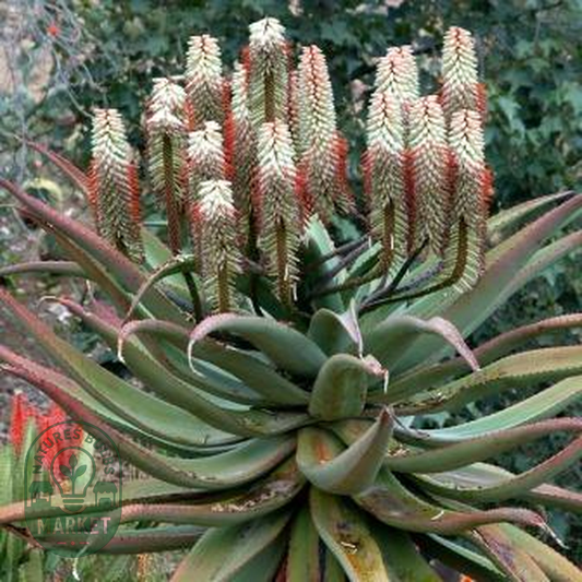 Aloe ferox White Flower