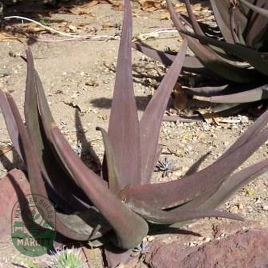 Aloe fleurentiniorum