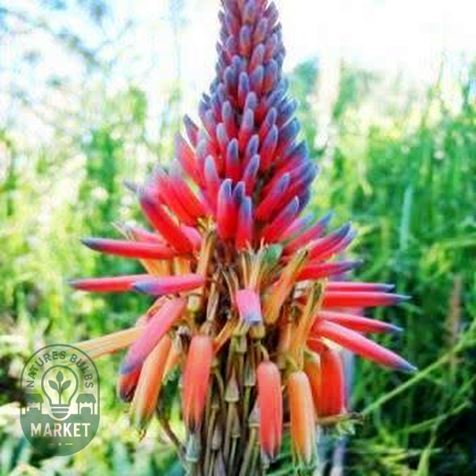 Aloe framesii