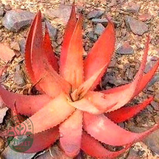 Aloe gariepensis Green Flowers