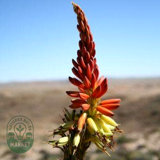 Aloe gariepensis Red Flowers