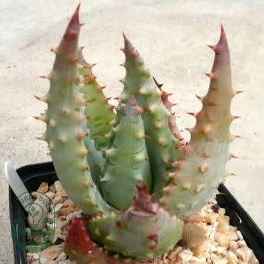 Aloe gerstneri