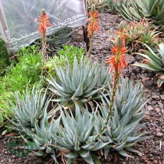 Aloe glauca