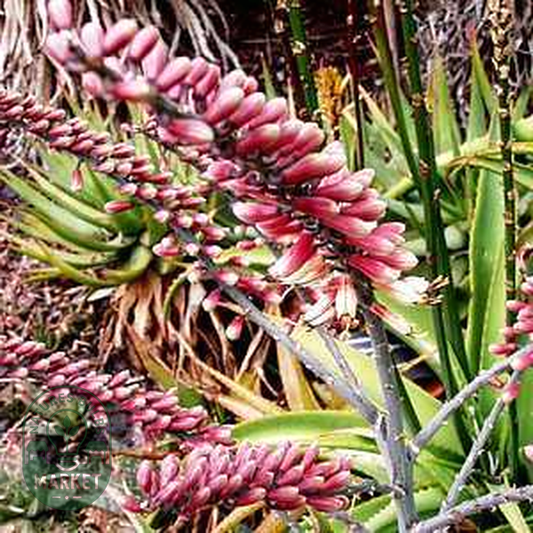 Aloe globuligemma
