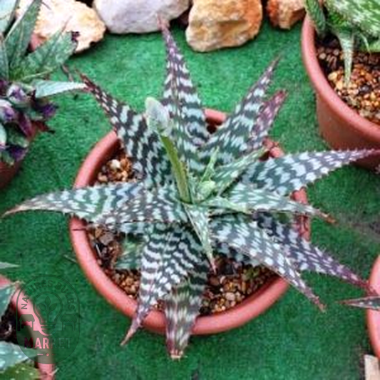 Aloe grandidentata
