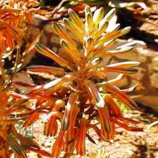 Aloe greatheadii var davyana