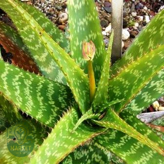 Aloe greenii