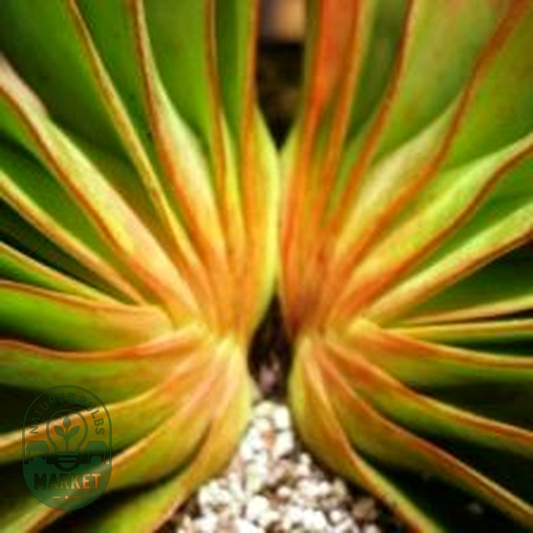 Aloe haemanthifolia