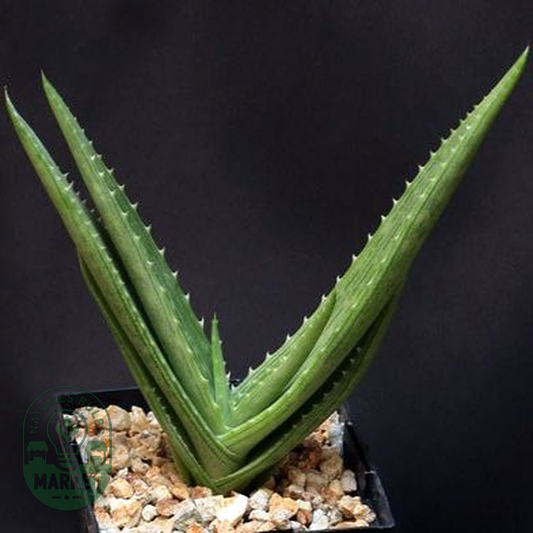 Aloe hahnii