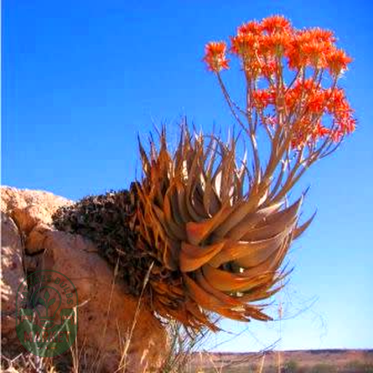 Aloe hereroensis