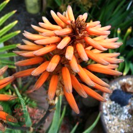 Aloe khamiesensis