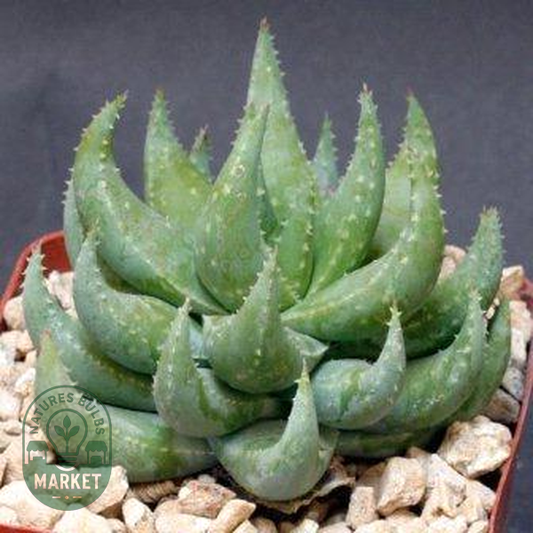 Aloe krapohliana