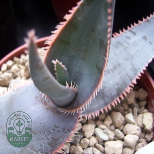 Aloe laeta