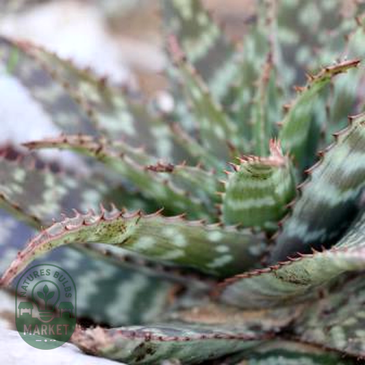 Aloe lettyae