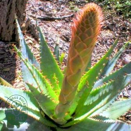 Aloe lineata