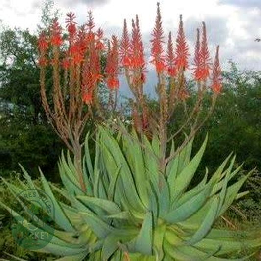 Aloe littoralis