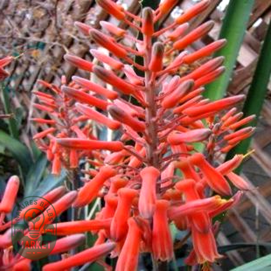 Aloe longibracteata
