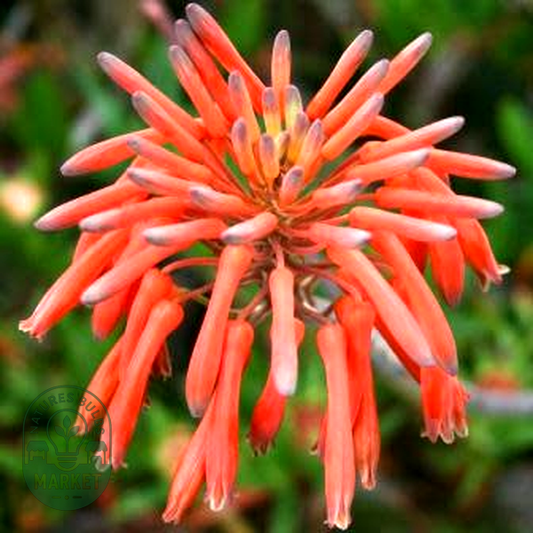 Aloe maculata