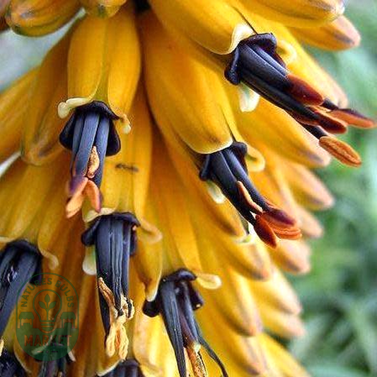 Aloe marlothii