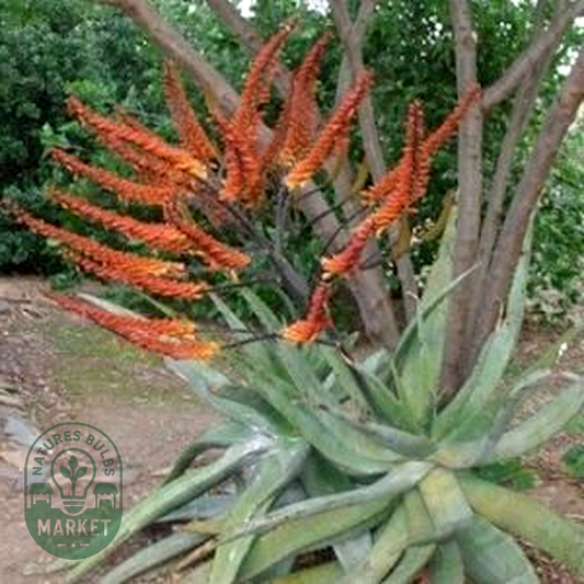Aloe marlothii x Aloe globuligemma