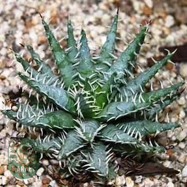 Aloe melanacantha